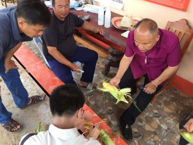 'หนอนข้าวโพด' ระบาด กัดกินฝักอ่อนจนเสียหาย เกษตรกรต้องประกาศขายแบบขาดทุน