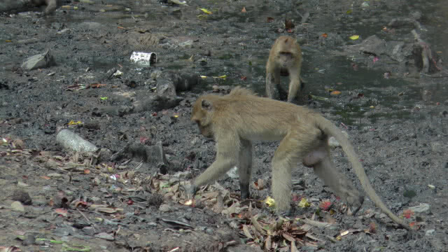 (ภาพชุด) ภูเก็ตร่วมปล่อยเจ้าจ๋อชุด 2! คืนถิ่นเกาะสิเหร่ จำนวน 41 ตัว