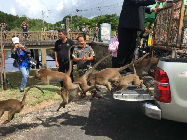 (ภาพชุด) ภูเก็ตร่วมปล่อยเจ้าจ๋อชุด 2! คืนถิ่นเกาะสิเหร่ จำนวน 41 ตัว