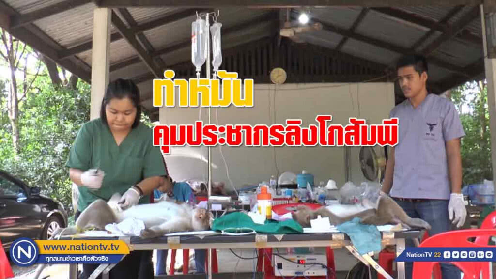 ทำหมัน 'คุม' ประชากรลิงโกสัมพี ทำหมัน 'คุม' ประชากรลิงโกสัมพี