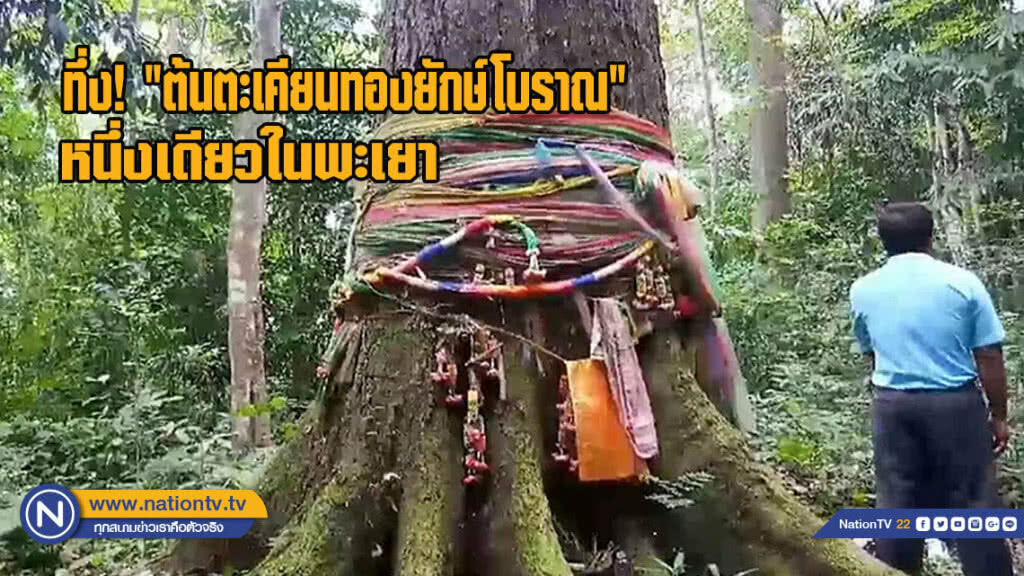 ทึ่ง! "ต้นตะเคียนทองยักษ์โบราณ" หนึ่งเดียวในพะเยา