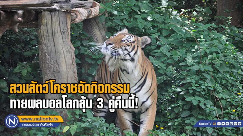สวนสัตว์โคราชจัดทายผลบอลโลกลุ้น 3 คู่คืนวันที่ 22 มิ.ย.