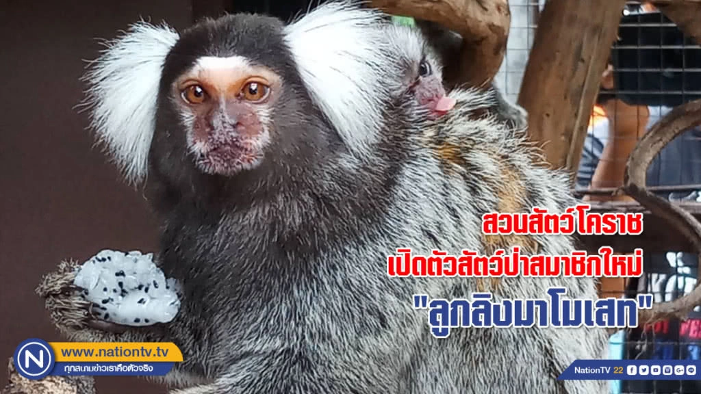 สวนสัตว์โคราชเปิดตัวสัตว์ป่าสมาชิกใหม่ "ลูกลิงมาโมเสท" แสนน่ารัก (ภาพชุด) สวนสัตว์โคราชเปิดตัวสัตว์ป่าสมาชิกใหม่ "ลูกลิงมาโมเสท" แสนน่ารัก (ภาพชุด)