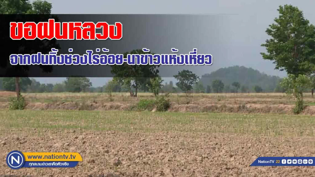 "ขอฝนหลวง" จากฝนทิ้งช่วงไร่อ้อย-นาข้าวแห้งเหี่ยว