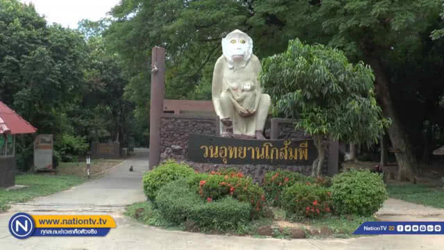 ทำหมัน 'คุม' ประชากรลิงโกสัมพี