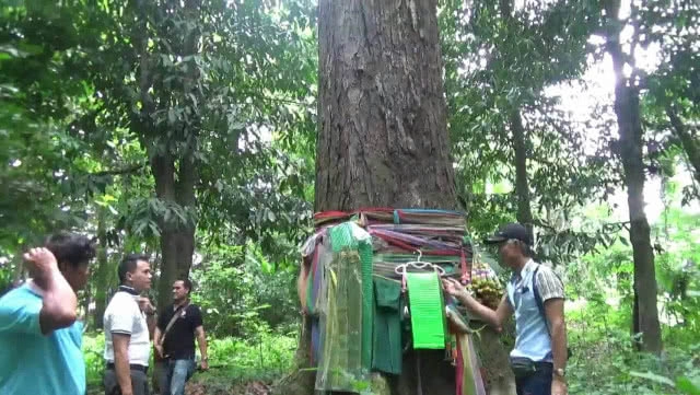 ทึ่ง! "ต้นตะเคียนทองยักษ์โบราณ" หนึ่งเดียวในพะเยา