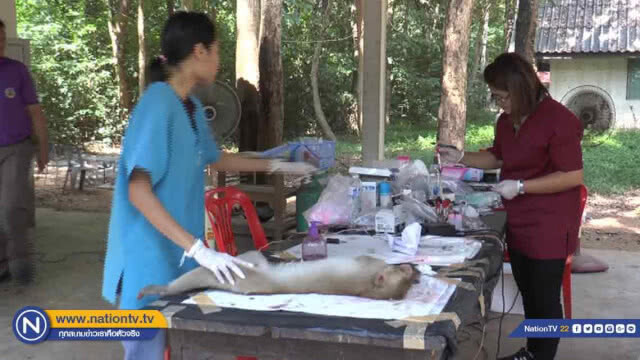 ทำหมัน 'คุม' ประชากรลิงโกสัมพี