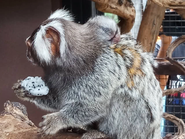 สวนสัตว์โคราชเปิดตัวสัตว์ป่าสมาชิกใหม่ "ลูกลิงมาโมเสท" แสนน่ารัก (ภาพชุด)