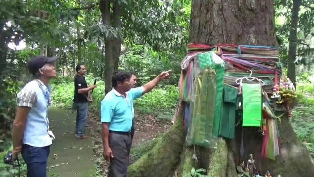 ทึ่ง! "ต้นตะเคียนทองยักษ์โบราณ" หนึ่งเดียวในพะเยา