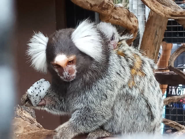 สวนสัตว์โคราชเปิดตัวสัตว์ป่าสมาชิกใหม่ "ลูกลิงมาโมเสท" แสนน่ารัก (ภาพชุด)