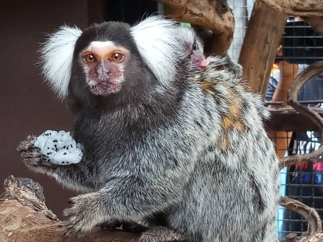 สวนสัตว์โคราชเปิดตัวสัตว์ป่าสมาชิกใหม่ "ลูกลิงมาโมเสท" แสนน่ารัก (ภาพชุด)