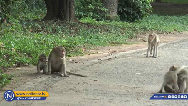 ทำหมัน 'คุม' ประชากรลิงโกสัมพี
