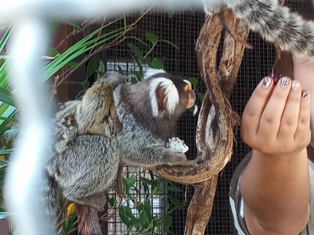 สวนสัตว์โคราชเปิดตัวสัตว์ป่าสมาชิกใหม่ "ลูกลิงมาโมเสท" แสนน่ารัก (ภาพชุด)