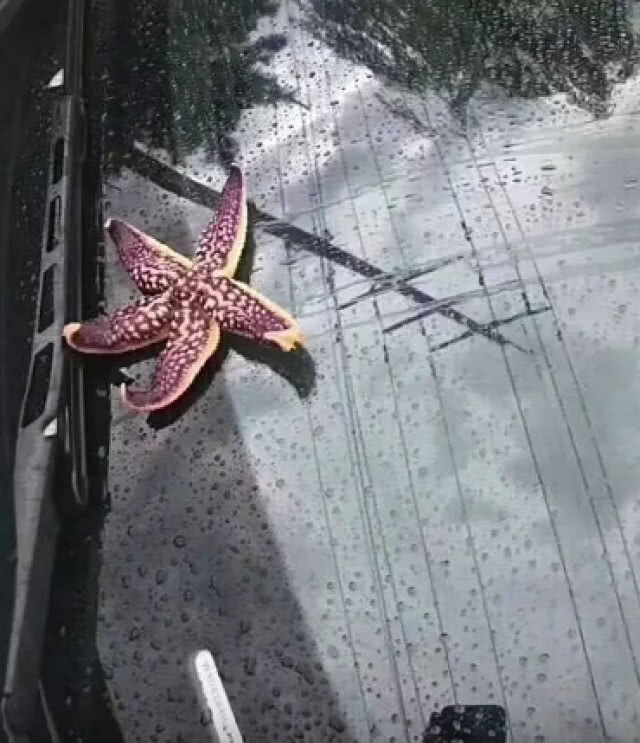 สุดประหลาด! ฝนตกลงมาเป็นสัตว์ทะเล ในเมืองชิงเต่า ประเทศจีน