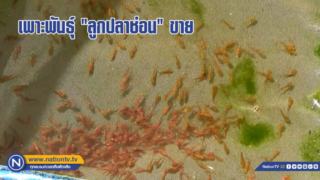 เกษตรกรเพาะพันธุ์ "ลูกปลาช่อน" ขาย (มีคลิป)