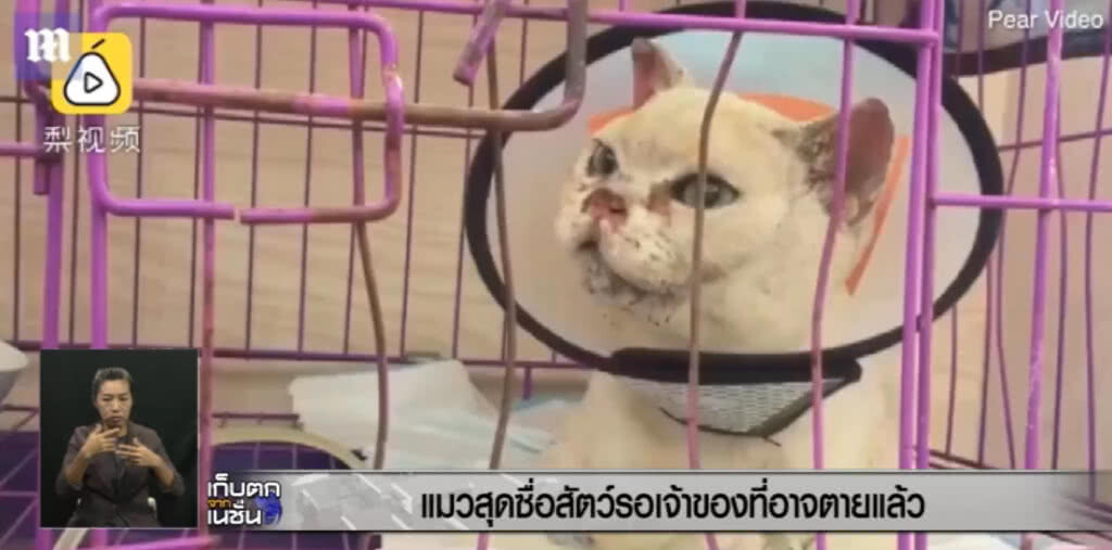 เรื่องเศร้า....แมวเฝ้าบ้านรอเจ้าของที่คาดว่าตายแล้ว ไม่ยอมไปไหน เรื่องเศร้า....แมวเฝ้าบ้านรอเจ้าของที่คาดว่าตายแล้ว ไม่ยอมไปไหน