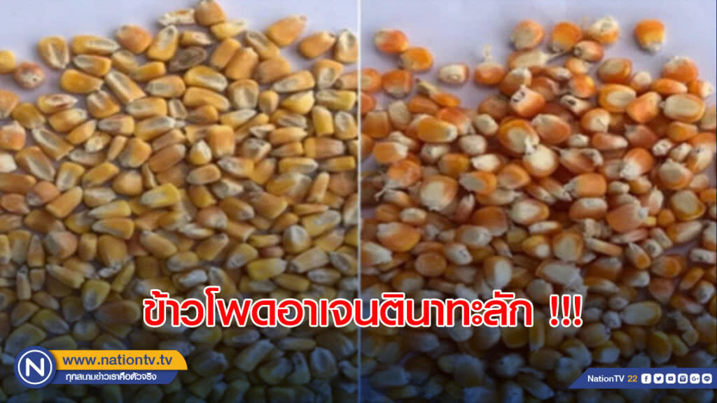 ข้าวโพดอาเจนตินาทะลัก !!! ปะปนขายไทยเหตุราคาสูงลิ่ว