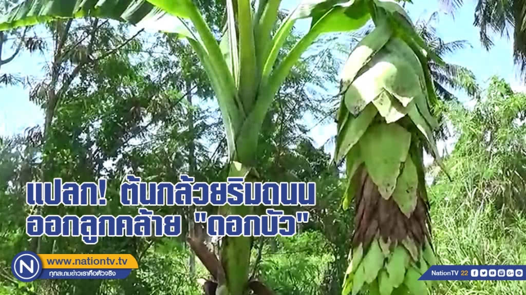 อัศจรรย์ต้นกล้วยริมถนน ออกลูกคล้ายดอกบัว แถมให้โชคหนุ่มวัย 40 ปี(มีคลิป)