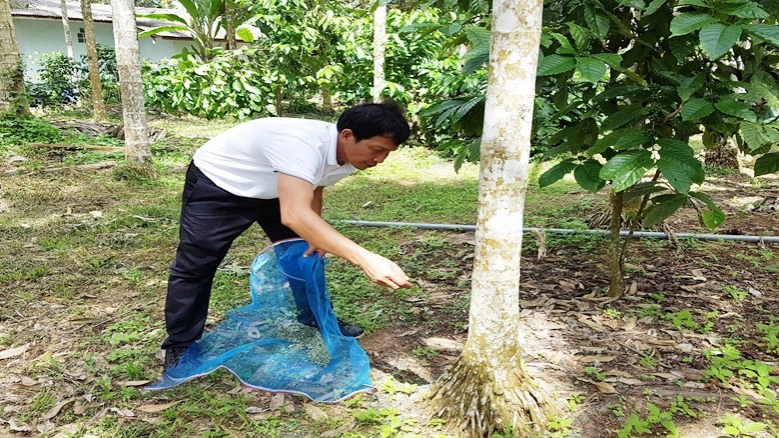 "ไตรโคเดอร์ม่า"มือปราบ"รากเน่าโคนเน่า"ทุเรียน