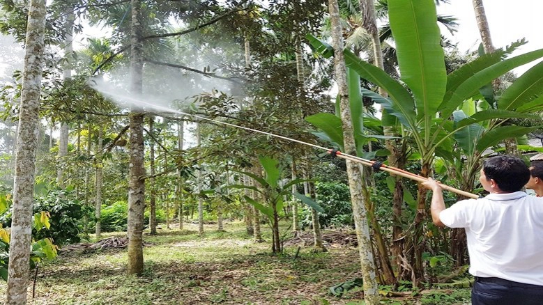 "ไตรโคเดอร์ม่า"มือปราบ"รากเน่าโคนเน่า"ทุเรียน