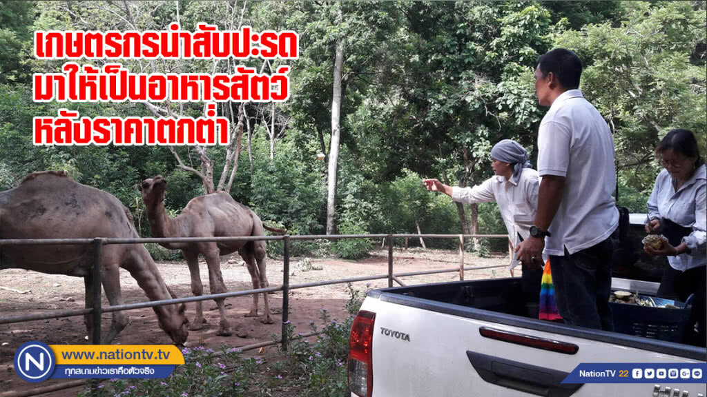 เกษตรกรนำสับปะรดมาให้เป็นอาหารสัตว์หลังราคาตกต่ำ