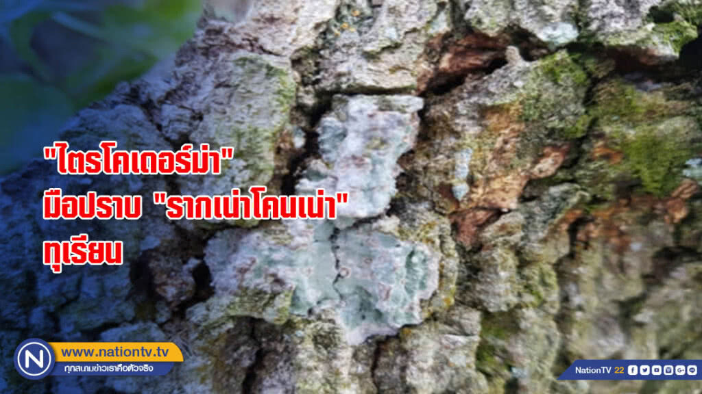 "ไตรโคเดอร์ม่า"มือปราบ"รากเน่าโคนเน่า"ทุเรียน