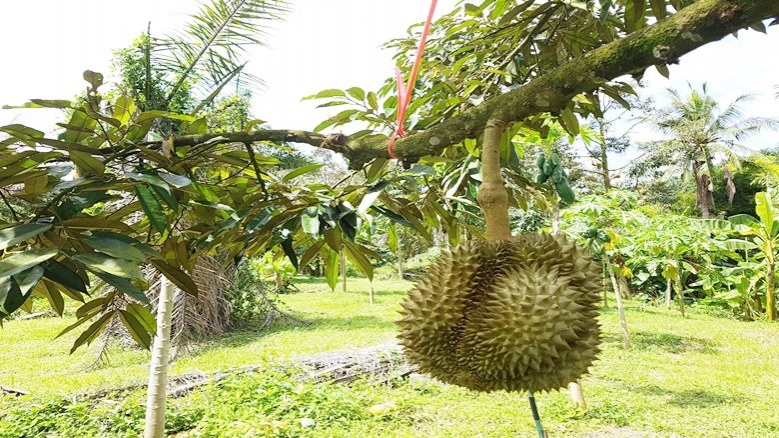 "ไตรโคเดอร์ม่า"มือปราบ"รากเน่าโคนเน่า"ทุเรียน