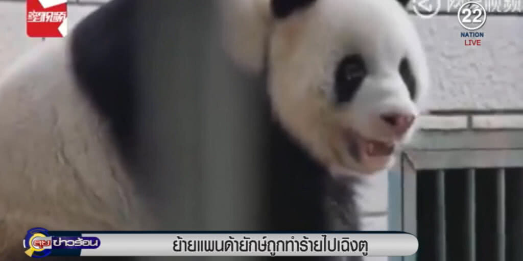 ย้าย "แพนด้ายักษ์" ไปเฉินตู หลังถูกรังแก จนสุขภาพทรุดโทรม ย้าย "แพนด้ายักษ์" ไปเฉินตู หลังถูกรังแก จนสุขภาพทรุดโทรม