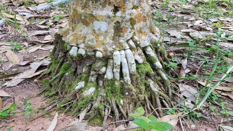 "ไตรโคเดอร์ม่า"มือปราบ"รากเน่าโคนเน่า"ทุเรียน