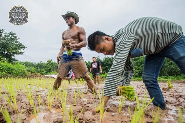 ชาวนาที่แกร่งสุดในปฐพี "บัวขาว" อวดซิกแพ็ค ลงแรงทำนา
