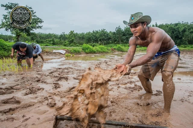 ชาวนาที่แกร่งสุดในปฐพี "บัวขาว" อวดซิกแพ็ค ลงแรงทำนา