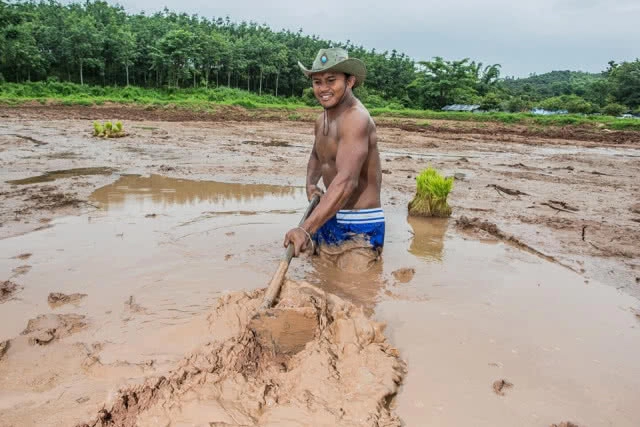ชาวนาที่แกร่งสุดในปฐพี "บัวขาว" อวดซิกแพ็ค ลงแรงทำนา