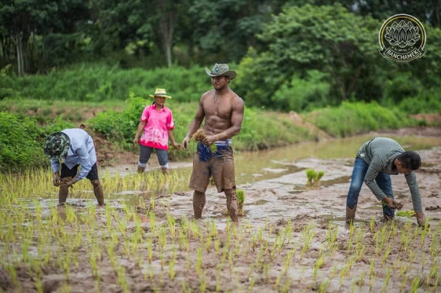 ชาวนาที่แกร่งสุดในปฐพี "บัวขาว" อวดซิกแพ็ค ลงแรงทำนา
