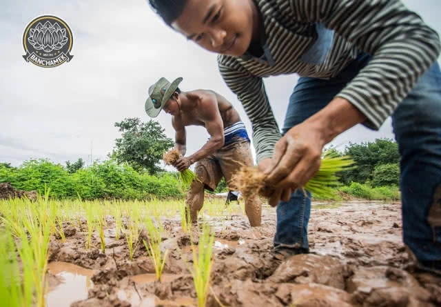 ชาวนาที่แกร่งสุดในปฐพี "บัวขาว" อวดซิกแพ็ค ลงแรงทำนา