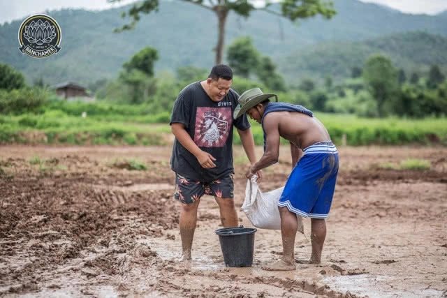 ชาวนาที่แกร่งสุดในปฐพี "บัวขาว" อวดซิกแพ็ค ลงแรงทำนา