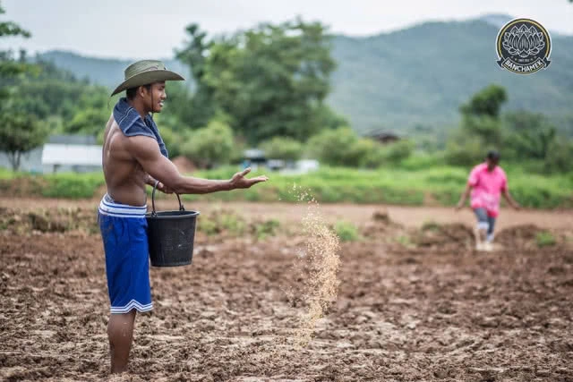 ชาวนาที่แกร่งสุดในปฐพี "บัวขาว" อวดซิกแพ็ค ลงแรงทำนา