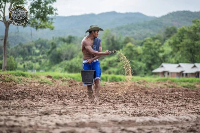 ชาวนาที่แกร่งสุดในปฐพี "บัวขาว" อวดซิกแพ็ค ลงแรงทำนา