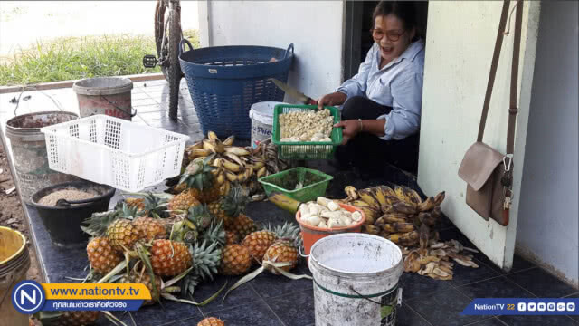 เกษตรกรนำสับปะรดมาให้เป็นอาหารสัตว์หลังราคาตกต่ำ