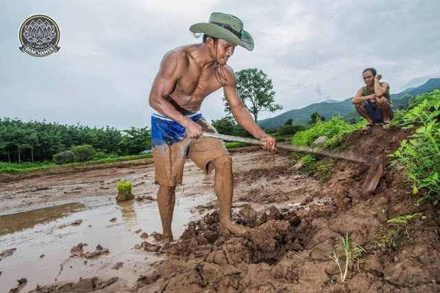 ชาวนาที่แกร่งสุดในปฐพี "บัวขาว" อวดซิกแพ็ค ลงแรงทำนา