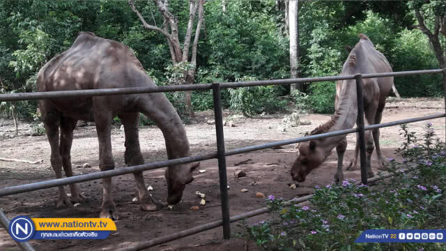 เกษตรกรนำสับปะรดมาให้เป็นอาหารสัตว์หลังราคาตกต่ำ