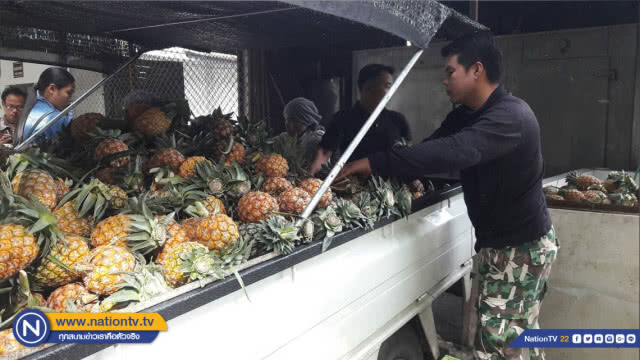เกษตรกรนำสับปะรดมาให้เป็นอาหารสัตว์หลังราคาตกต่ำ