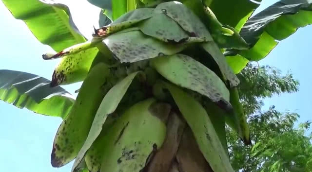 อัศจรรย์ต้นกล้วยริมถนน ออกลูกคล้ายดอกบัว แถมให้โชคหนุ่มวัย 40 ปี(มีคลิป)