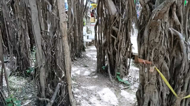 นักท่องเที่ยวแห่เที่ยว "อุทยานไทรงาม" (มีคลิป)