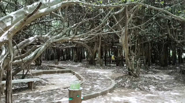 นักท่องเที่ยวแห่เที่ยว "อุทยานไทรงาม" (มีคลิป)