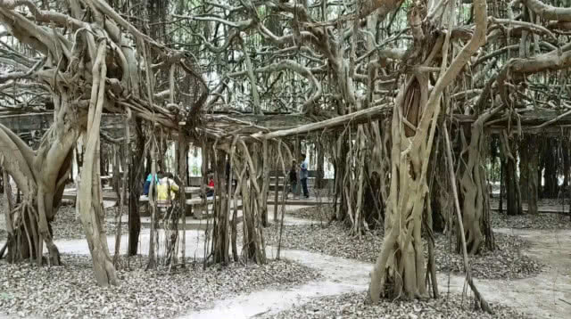 นักท่องเที่ยวแห่เที่ยว "อุทยานไทรงาม" (มีคลิป)