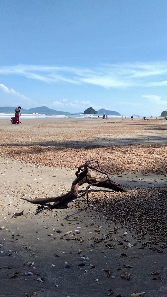 ชาวบ้านแห่ช่วย !! หอยหนีน้ำเกยหาด เกรงสูญพันธุ์ ด้าน ทช.ยัน "ไม่เกี่ยวสึนามิ"