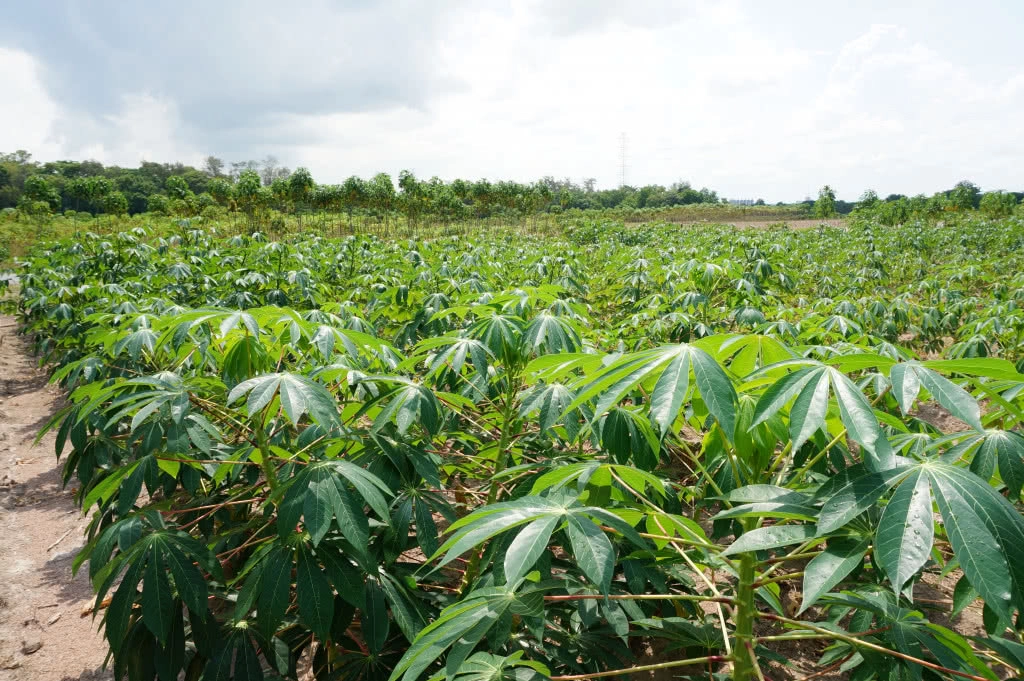 "มันสำปะหลัง" ความมหัศจรรย์ที่อยู่รอบตัวเรา