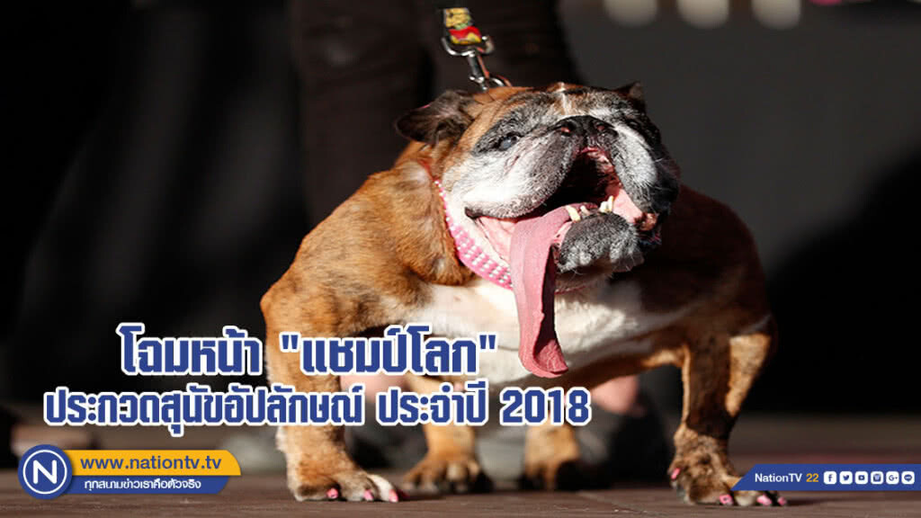 "แชมป์" บูลด๊อกขาหน้าโก่ง-ลิ้นห้อย ชนะประกวดสุนัขอัปลักษณ์ที่สุดในโลกปี 2018