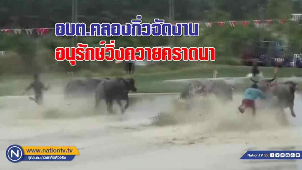 อบต.คลองกิ่วจัดงาน "อนุรักษ์" ท้องถิ่นวิ่งควายคราดนา