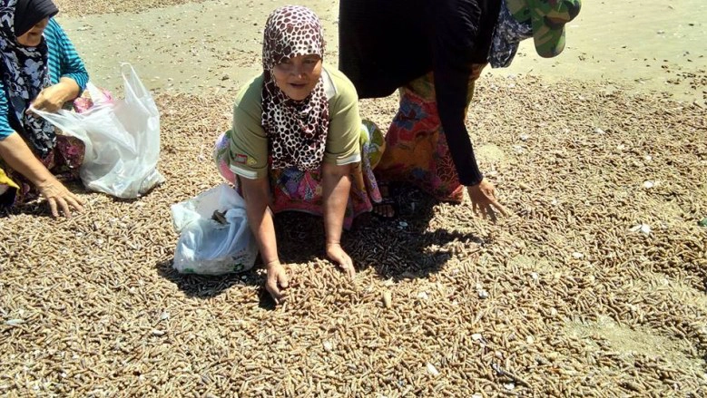 ชาวบ้านแห่ช่วย !! หอยหนีน้ำเกยหาด เกรงสูญพันธุ์ ด้าน ทช.ยัน "ไม่เกี่ยวสึนามิ"